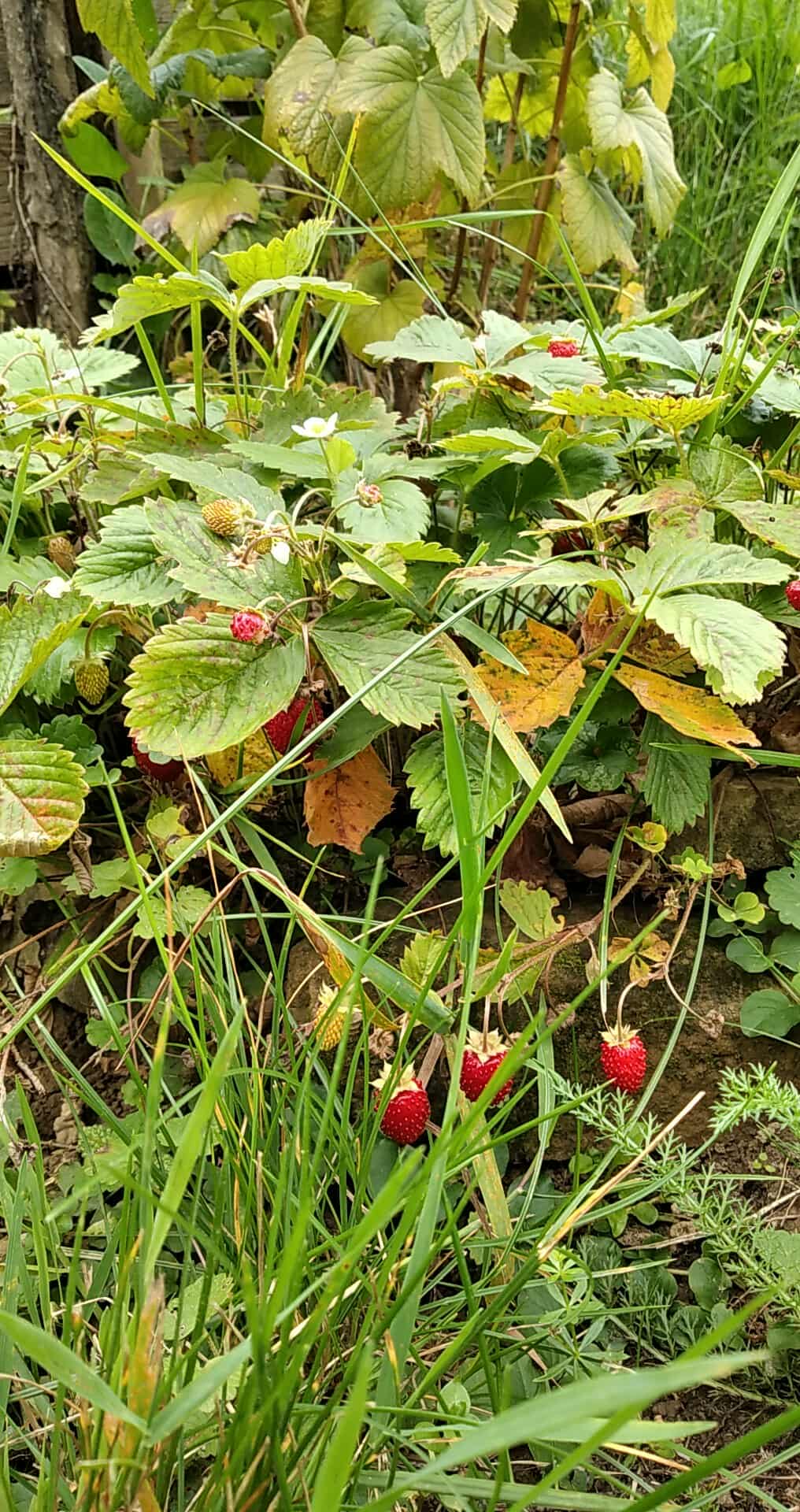 Obrázek u příspěvku číslo 1