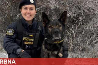 Žena spolykala prášky, zapila je alkoholem a odešla do lesa. Vyčmuchal ji policejní pes Fábio