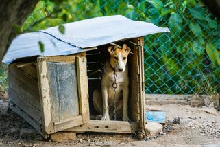 Pes na řetězu u boudy? To ještě vážně existuje? - Médium.cz