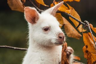 Otřesné týrání zvířat ve farmaparku v Chlumu u Třeboně řeší policie i veterina - Médium.cz