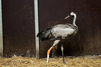 Vzácný jeřáb čekal na rybníku na smrt. Dočkal se záchrany i umělé nohy na Huslík