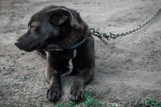 Konec psů na řetězu. Nový zákon narazil na realitu prvních týdnů