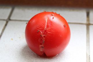 Jak se zbavit nepříjemných octomilek? Díky snadnému postupu bude klid do hodinky a už nikdy se mušky neobjeví