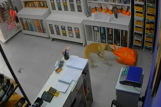 Fenka nakráčela do zvířecího obchodu a odnesla si pytel granulí - Novinky