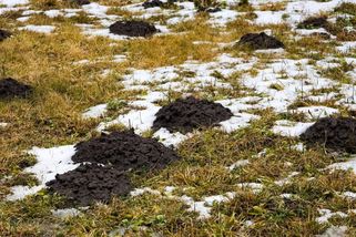 Krtek se vám nastěhoval na zahradu? Tohle ho vyžene pryč