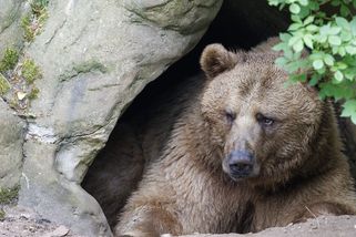 Slováka napadla medvědice, v sebeobraně ji zblízka zastřelil - Novinky