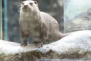 Vydru zabila odražená střela, uspěl s obhajobou myslivec z Klatovska. Žalobce zrušil obvinění - Novinky