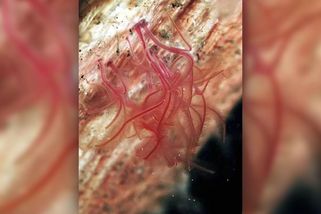 Mrtvé zóny. V oceánech se rozšiřují oblasti s nedostatkem kyslíku ve vodě