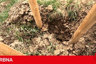 Bizarní krádež, která nemá obdoby. Někdo ukradl ovocnou alej