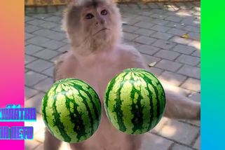 Opice prsatice vyrazila mezi lidi. Podprsenku nechala doma | Zvířátka na netu