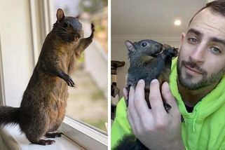 Musela umřít? Americké úřady zabily veverku Peanut, může to ovlivnit i volby