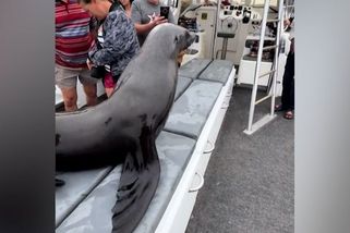 Setkání blízkého druhu. Lachtan vyskočil za turisty přímo na loď - Novinky