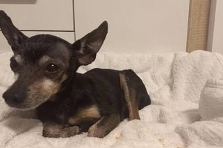 Fredík našel domov: Starého a nemocného krysaříka se ujala milující rodina