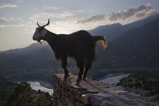 Na Havaji po týdnu zachránili z útesu kozu i s ještě nenarozenými kůzlaty - Novinky