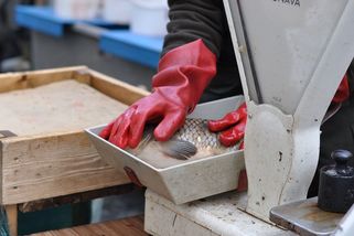 Vánoční kapry neprodáváme aneb ohrožení českých tradic? - Médium.cz