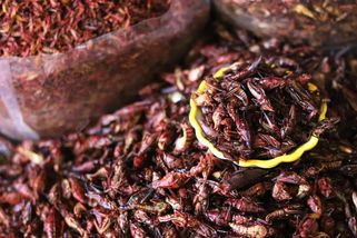 Hmyz jako budoucnost stravování? Vyřešilo by to hned několik problémů - WN24.cz - World News 24