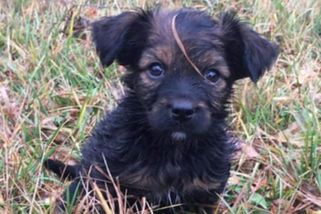 Neznámý střelec zabil na Liberecku štěně - Novinky