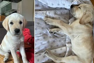 Utratit, radili veterináři. Majitelé ale Nonýska nedají, bez operace zemře hlady