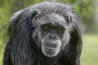 Ve Dvoře Králové uhynul přes půl století starý šimpanz, nejspíše kvůli rachejtlím - Novinky