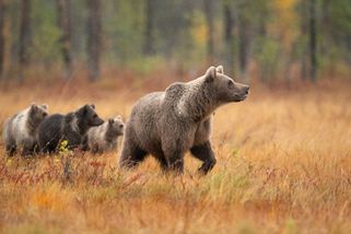 Hospodský kvíz: Vyznáte se v mláďatech? Možná nevíte, jak se říká malým daňkům či losům