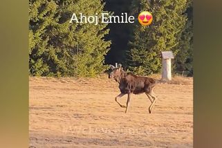 Los Emil je po zimě na Šumavě ve skvělé formě - Novinky