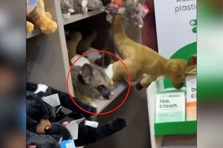 V obchodě na letišti se na polici s plyšáky usadil živý vačnatec - Novinky