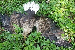 Jediný známý pár orla mořského v Železných horách zřejmě někdo otrávil - Novinky