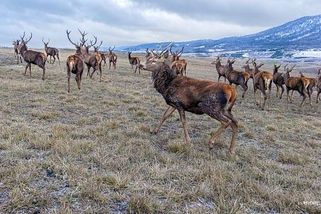 Scéna jako z Wyomingu. Dron ukázal na sto jelenů v lomu ČSA