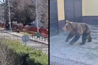 Medvěd útočil v ulicích Liptovského Mikuláše. Lidé sdílejí záběry - Novinky