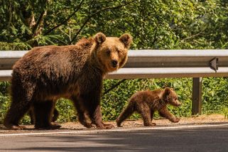 Medvědi na Vysočině a Karlovarsku? Úřady řeší výskyt na nezvyklých místech - Seznam Zprávy