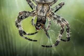 Co se stane, když doma zabijete pavouka