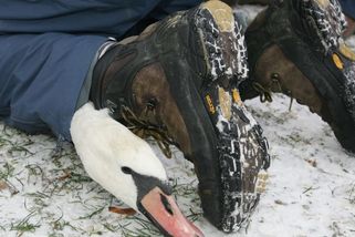 „Co to děláte?“ Muž natočil zloděje labutí na pražské náplavce. Případ už řeší policie