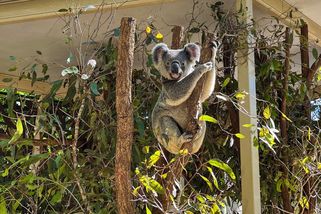Pohodové lety do Austrálie? Spíš cirkus nad mraky - Médium.cz