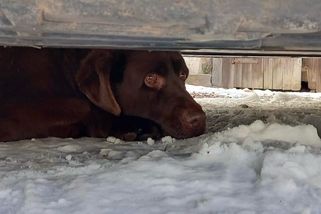 Hasiči zachránili labradora zaklíněného pod vozidlem, majitelka prožívala chvíle strachu | hasici.cz
