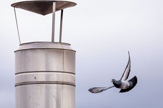 FOTO: Jako jediní mohou volně ven, v Brně chovají holuby ve věznici - Novinky