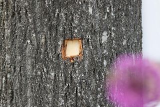 Ficova zranění jsou neobvyklá a rozsáhlá - Novinky