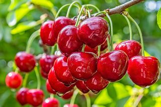 Samosběr třešní 2023: Sladké potěšení za babku nebo úplně zadarmo
