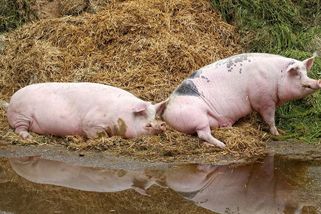 Sousedské spory na venkově: Lidé se hádají i kvůli házení slimáků přes plot nebo mouchám z prasečáku - Médium.cz