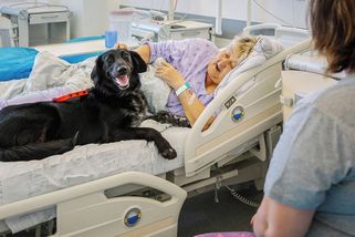 Psí terapeuti jako součást léčby v ostravské fakultní nemocnici