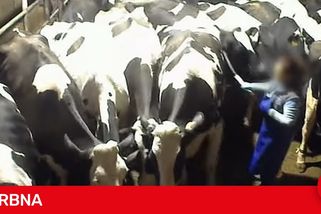 Aktivisté zveřejnili násilné záběry z farem na Moravě, ubližovali tam kravám i telatům