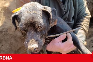 Hasiči bojují o život loveckého psa, který zmizel v jezevčí noře. Pomáhá jim i bagr