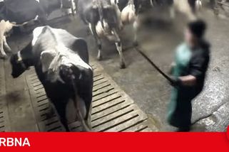Krávy mlácené do obličeje, odvlečená nemohoucí telata. Otřesné záběry z farem na střední Moravě