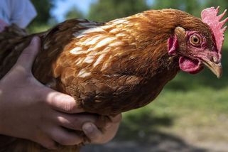 Prodeje na farmách jedou. Vejce za 12 Kč i prémiové steaky jdou na dračku - Seznam Zprávy