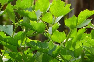 Libeček jako dominanta záhonu: S čím ho sázet a čemu se vyhnout, aby měl aromatické listy