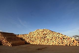 Zoufalí Evropané se vracejí k nejstaršímu palivu, aby se zahřáli - Novinky