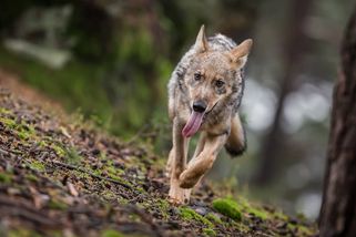 František Groessl: Potřebujeme vlky?