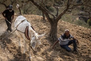 Obrazem: „Jsem součástí stromu,“ říká strážce prastarého olivnovníku - Seznam Zprávy