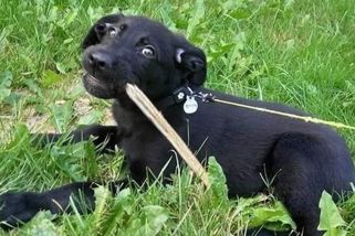 Politici chtějí řešit týrání zvířat. Ministři volají po radikálnějších trestech - Seznam Zprávy