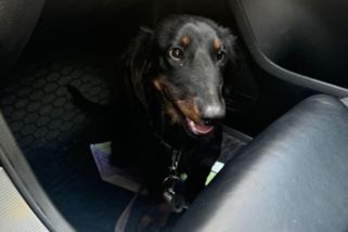 Případ utýraného Žeryka: Muž plivl po svědkyni a vulgárně nadával. Soudce na něj vydal zatykač