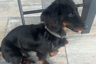 Soud v Teplicích otevřel případ utýraného jezevčíka Žeryka. Obžalovaný k soudu nedorazil, prý má moc práce - Novinky